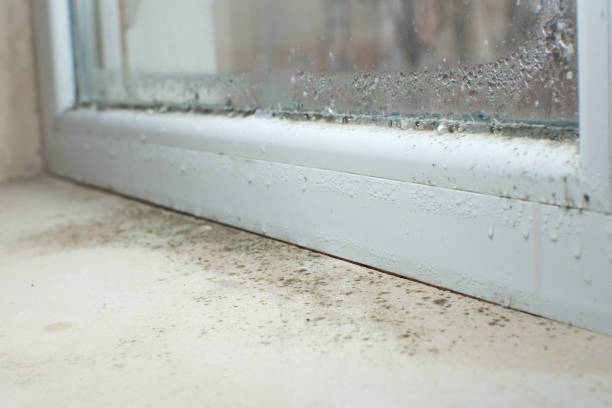 Why You Should Choose Our Mold Remediation Services in Clinton, IL